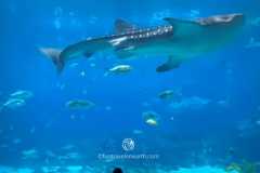 Georgia Aquarium, ジョージア水族館, GEORGIA, U.S.