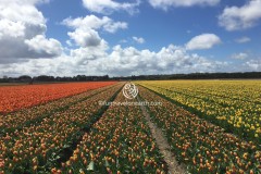 Keukenhof,Holland,the Netherlands,オランダ　チューリップ畑