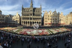 Flower Carpet 2016 Brussels