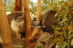 Caversham Wildlife Park、コアラ