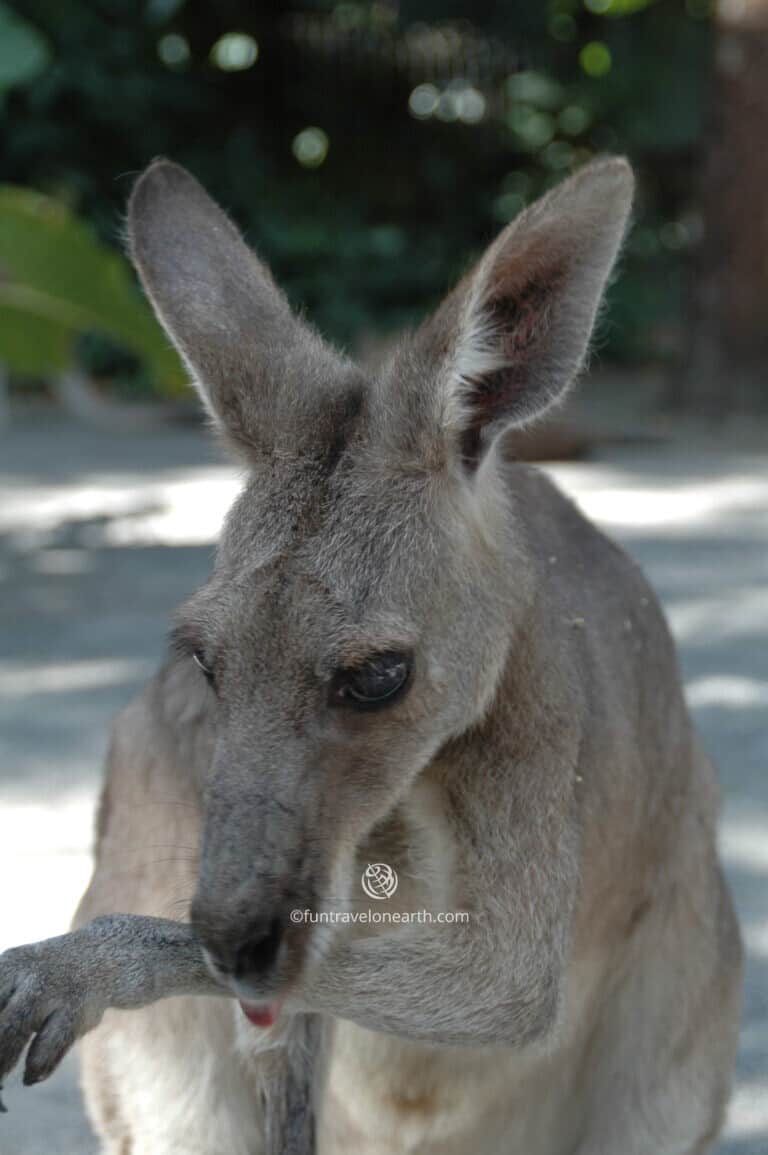 Cairns Tropical Zoo, Australia