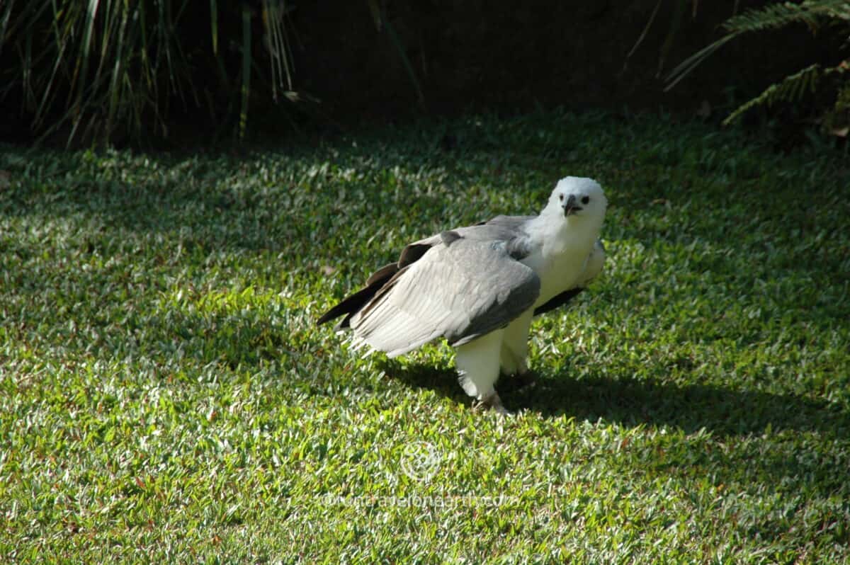 Cairns Tropical Zoo