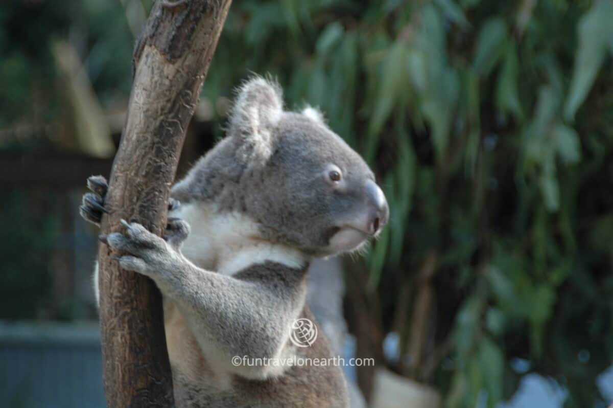 Cairns Tropical Zoo