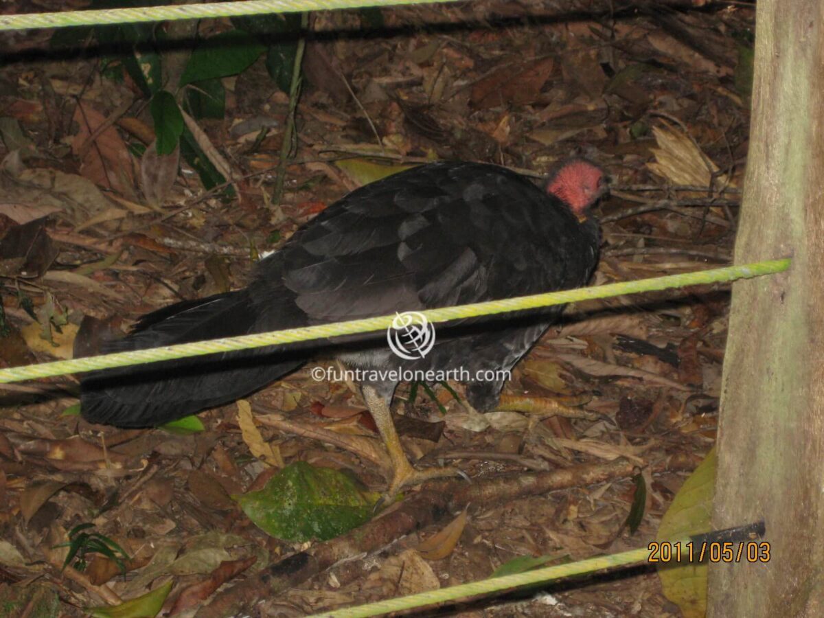 Kuranda State Forest