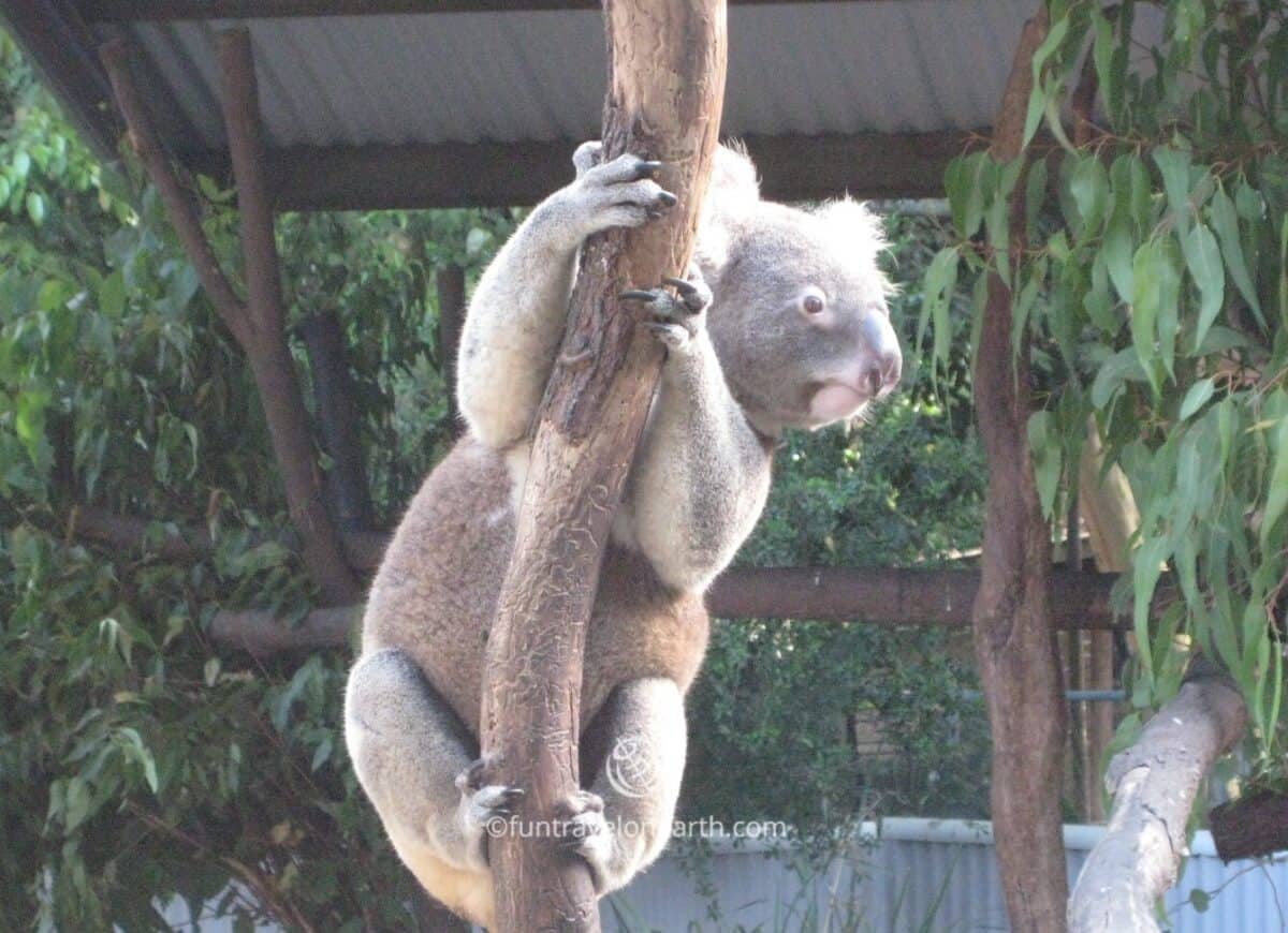 Cairns Tropical Zoo