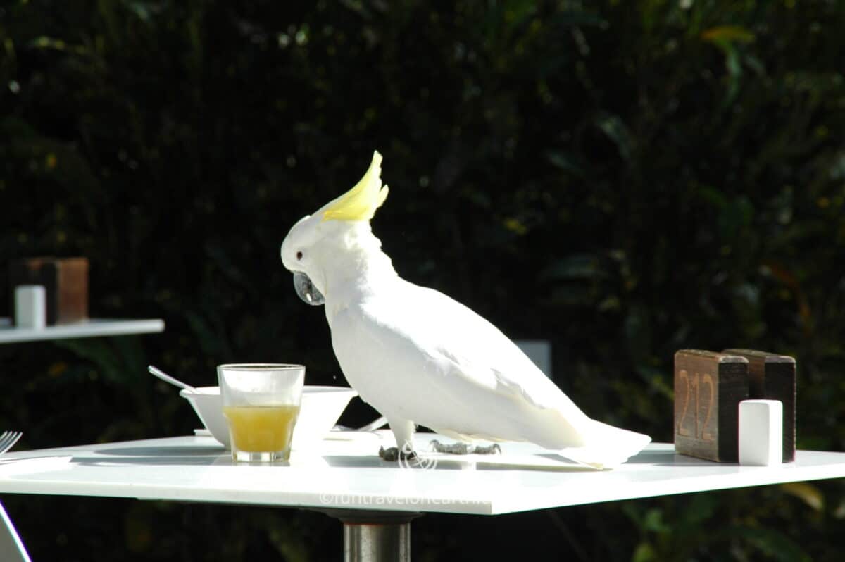 Hamilton Island,朝食を狙うオウム