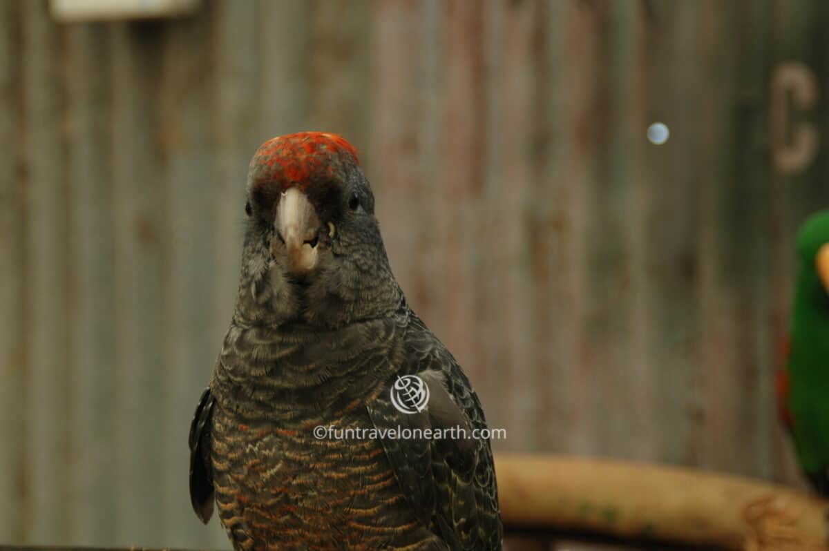 Caversham Wildlife Park