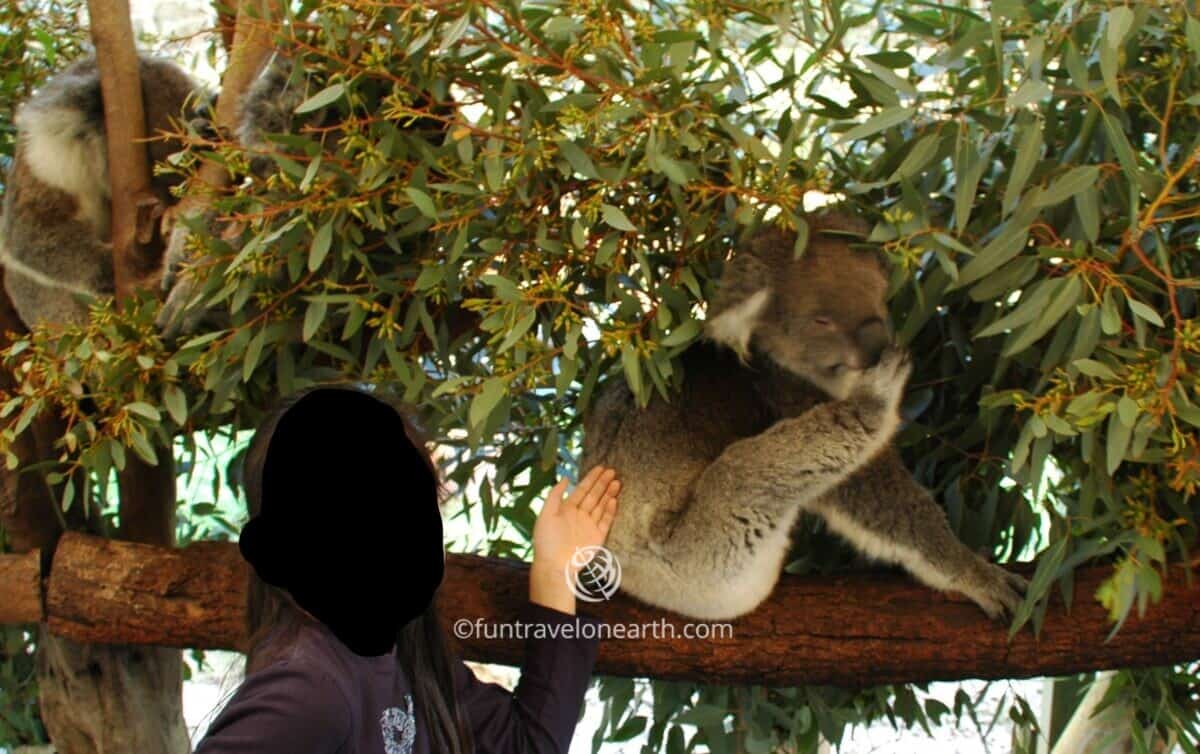 Caversham Wildlife Park、コアラ, Australia