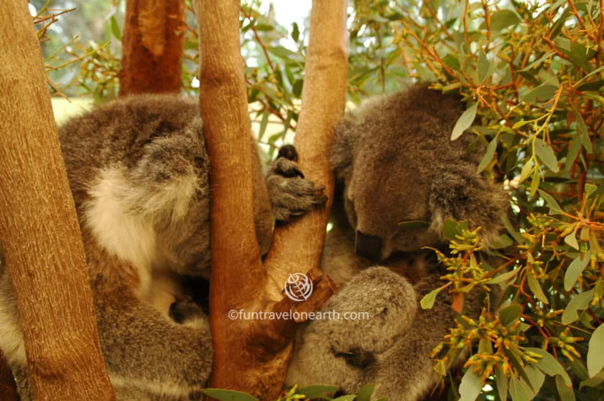 Caversham Wildlife Park、コアラ