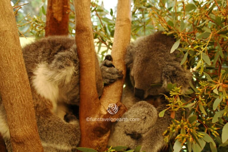 Caversham Wildlife Park, Australia