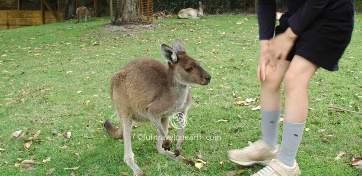 Caversham Wildlife Park、カンガルー