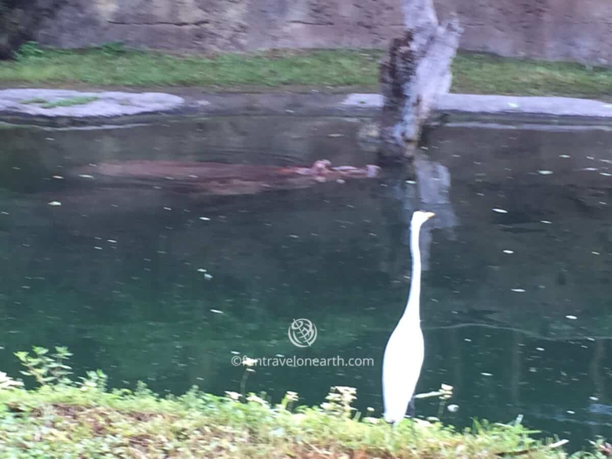 Disney's Animal Kingdom,Kilimanjaro Safaris