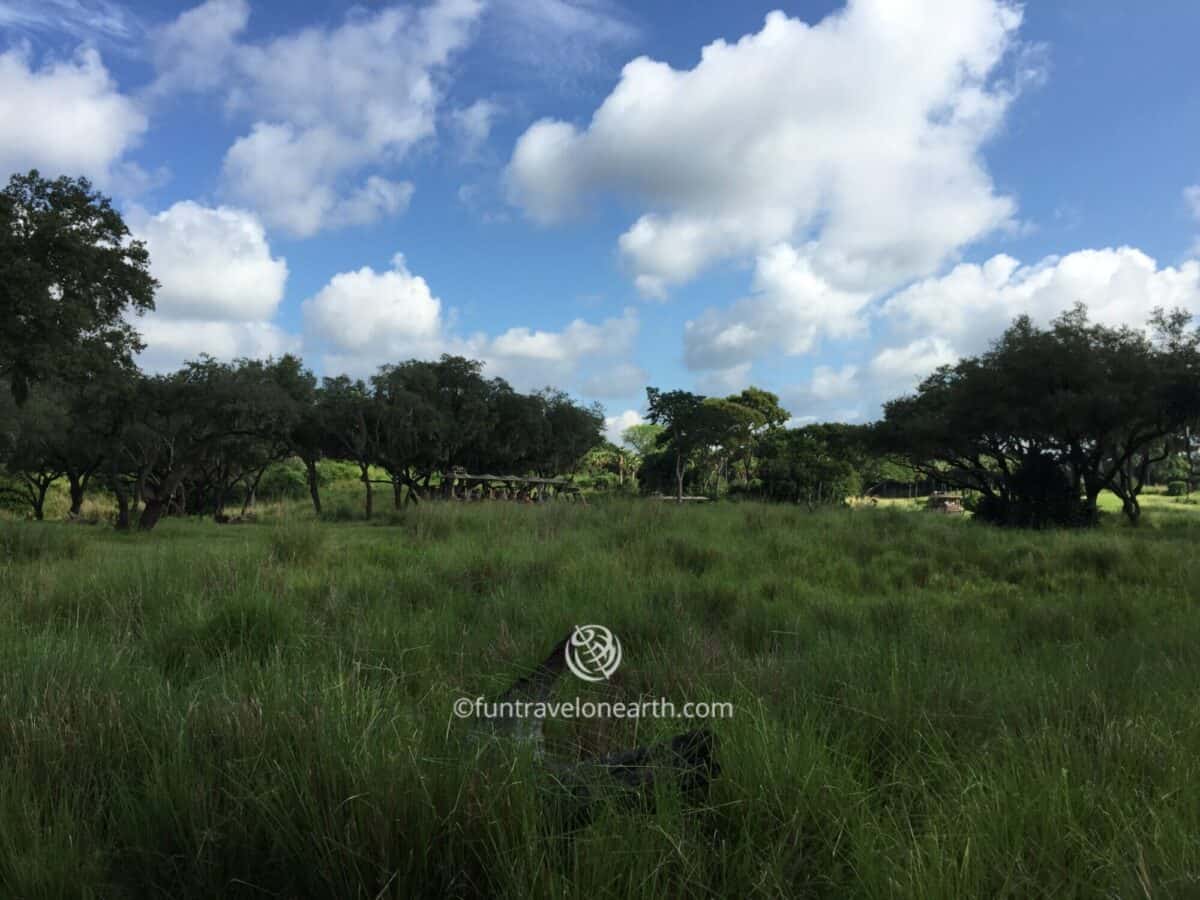 Disney's Animal Kingdom,Kilimanjaro Safaris