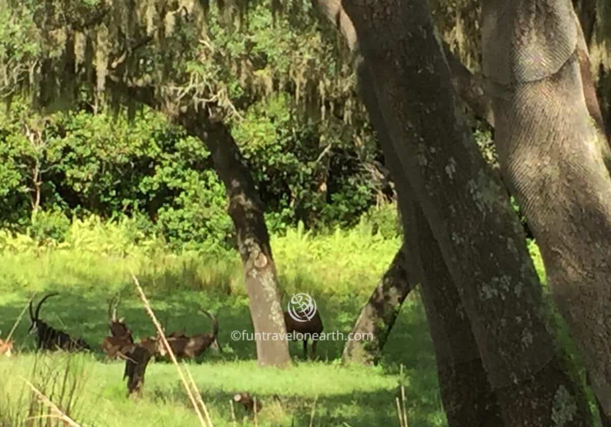 Disney's Animal Kingdom,Kilimanjaro Safaris