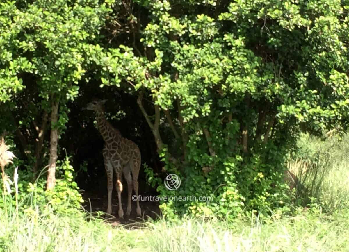 Disney's Animal Kingdom,Kilimanjaro Safaris