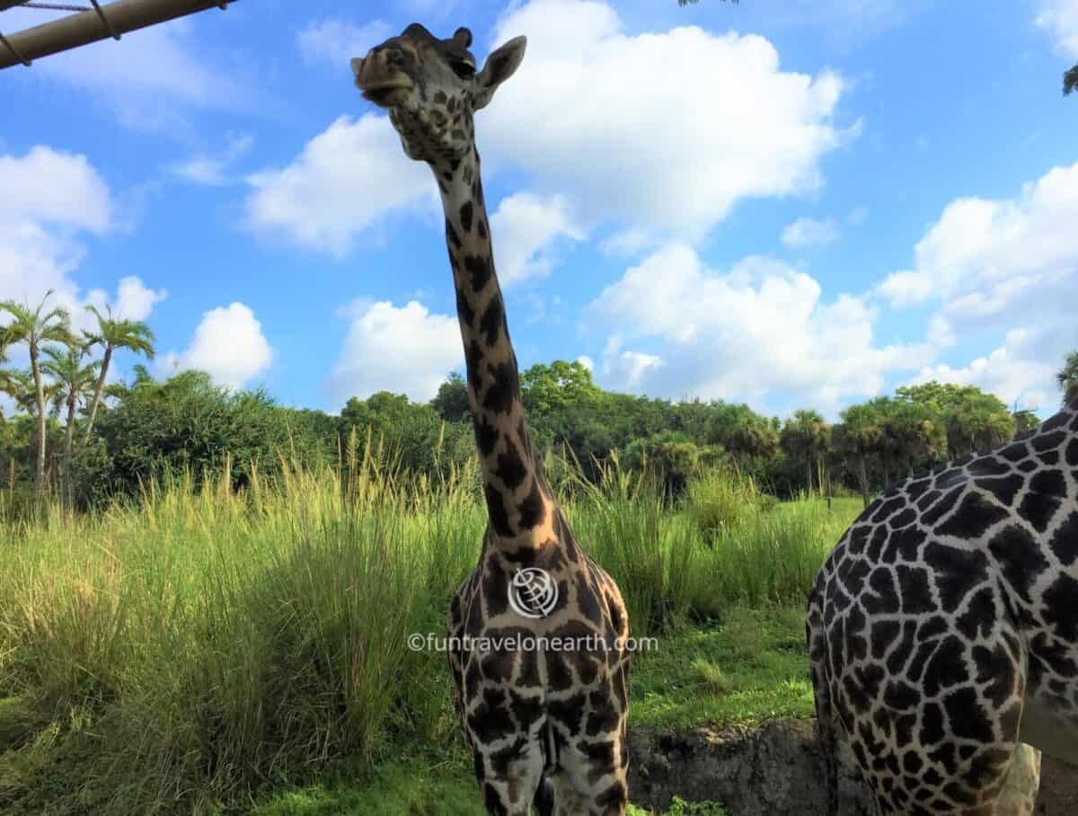 Disney's Animal Kingdom,Kilimanjaro Safaris