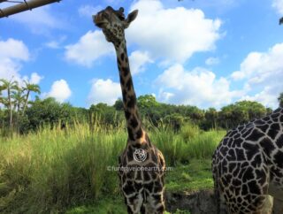 Disney's Animal Kingdom Theme Park, Kilimanjaro Safaris, Walt Disney World Resort, Florida, USA