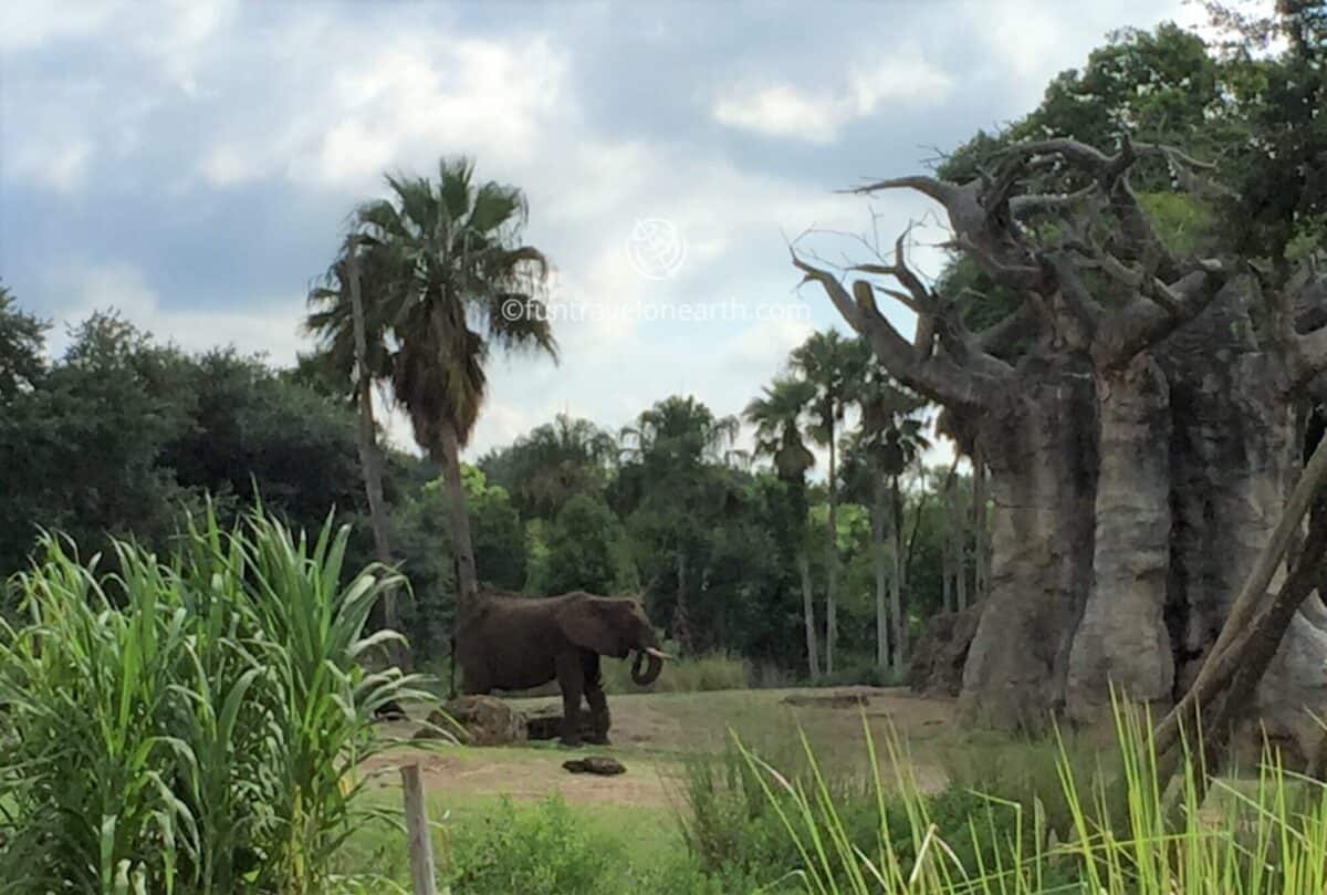 Disney's Animal Kingdom,Kilimanjaro Safaris