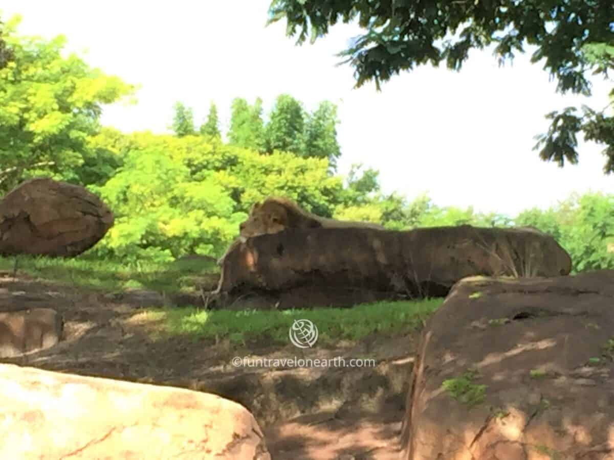 Disney's Animal Kingdom,Kilimanjaro Safaris