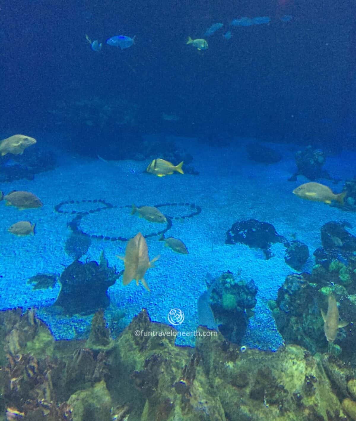 Epcot,The Sea with Nemo & Friends