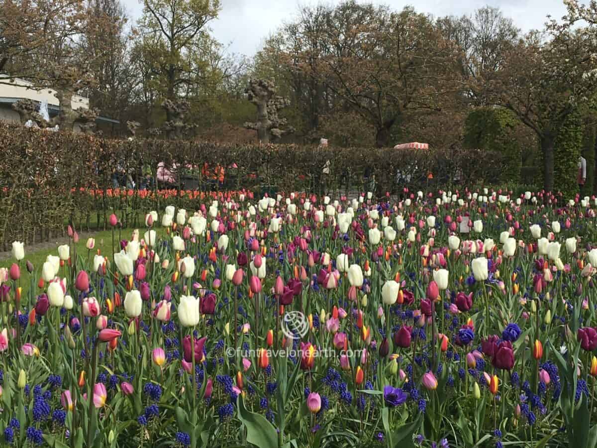 Keukenhof,Holland,The Netherlands