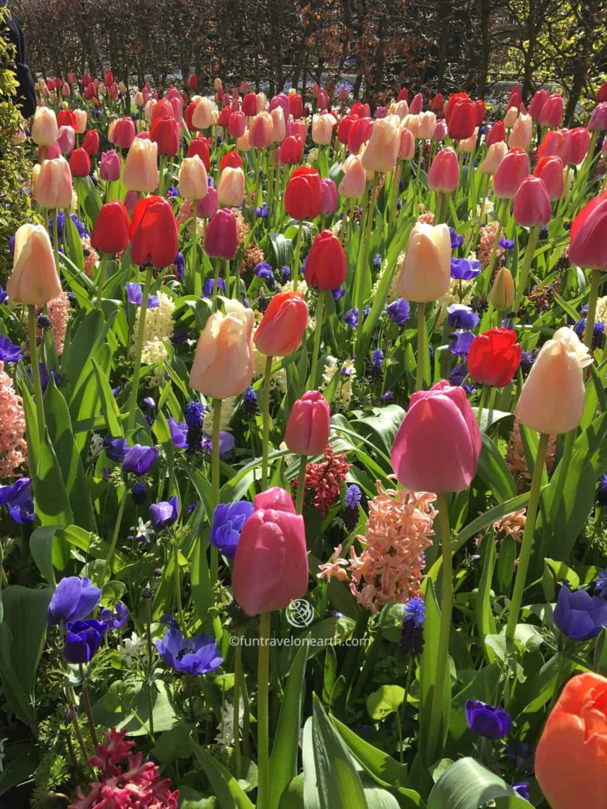 Keukenhof,Holland,The Netherlands