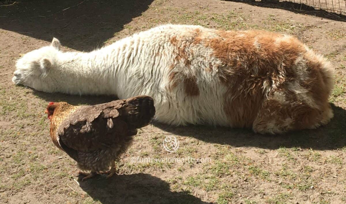 モフモフのアルパカ,Keukenhof,Holland,The Netherlands