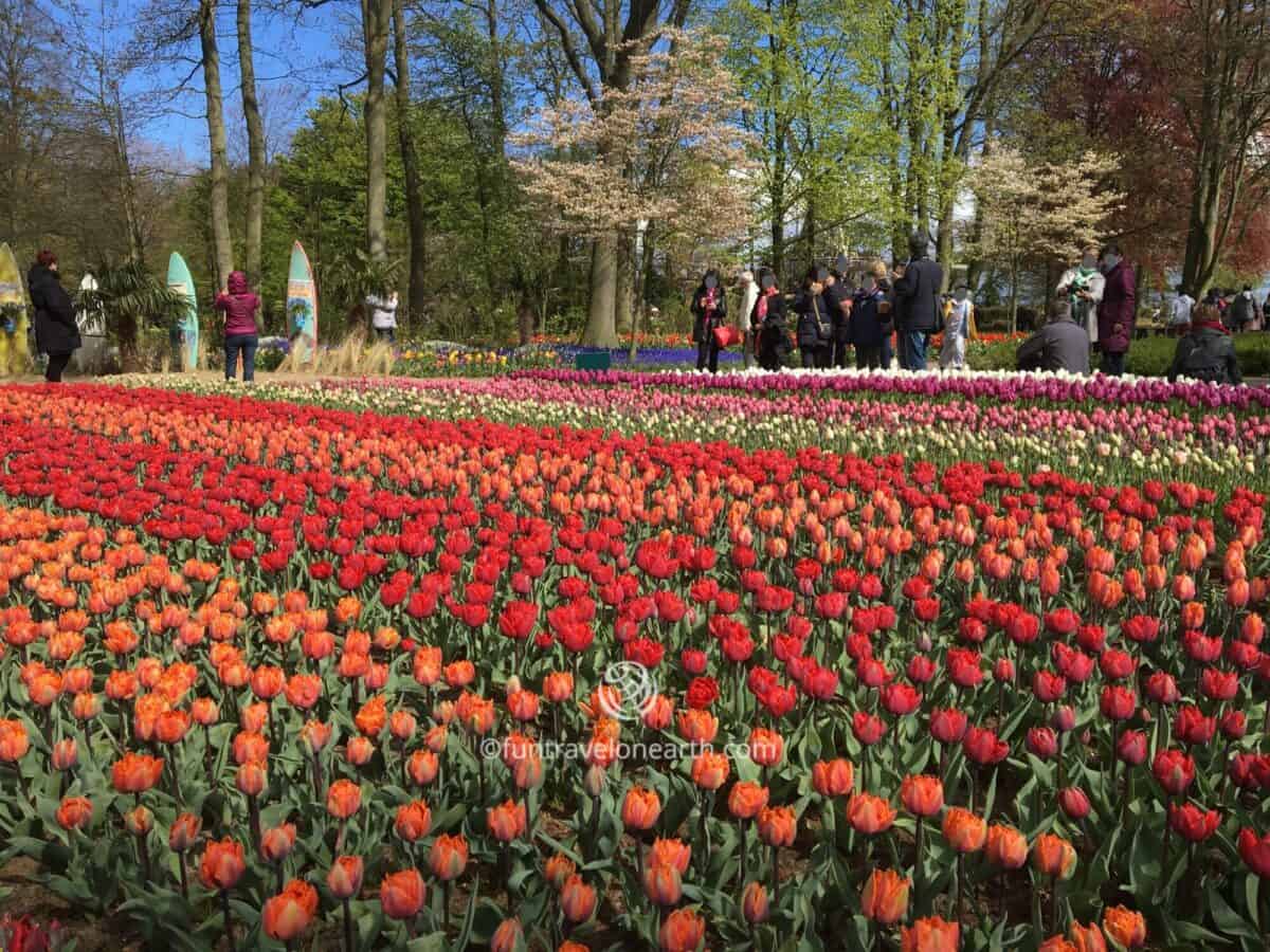 Keukenhof,Holland,The Netherlands