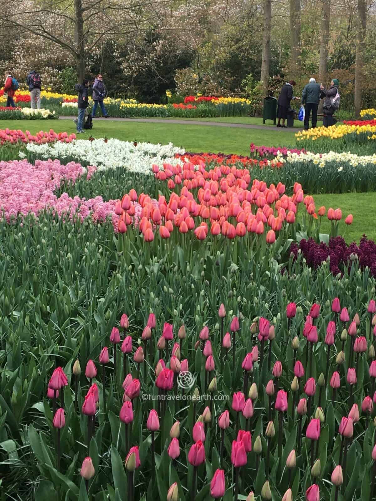 Keukenhof,Holland,The Netherlands