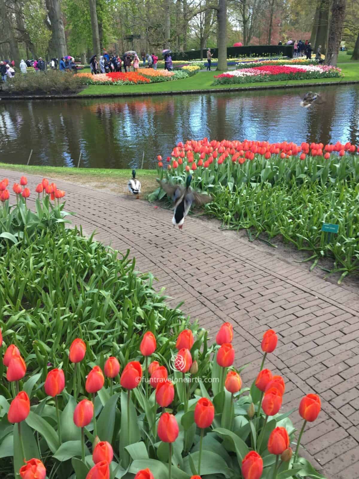 Keukenhof,Holland,The Netherlands