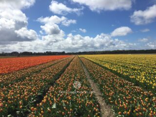 Tulip field, Lissse, Netherlands