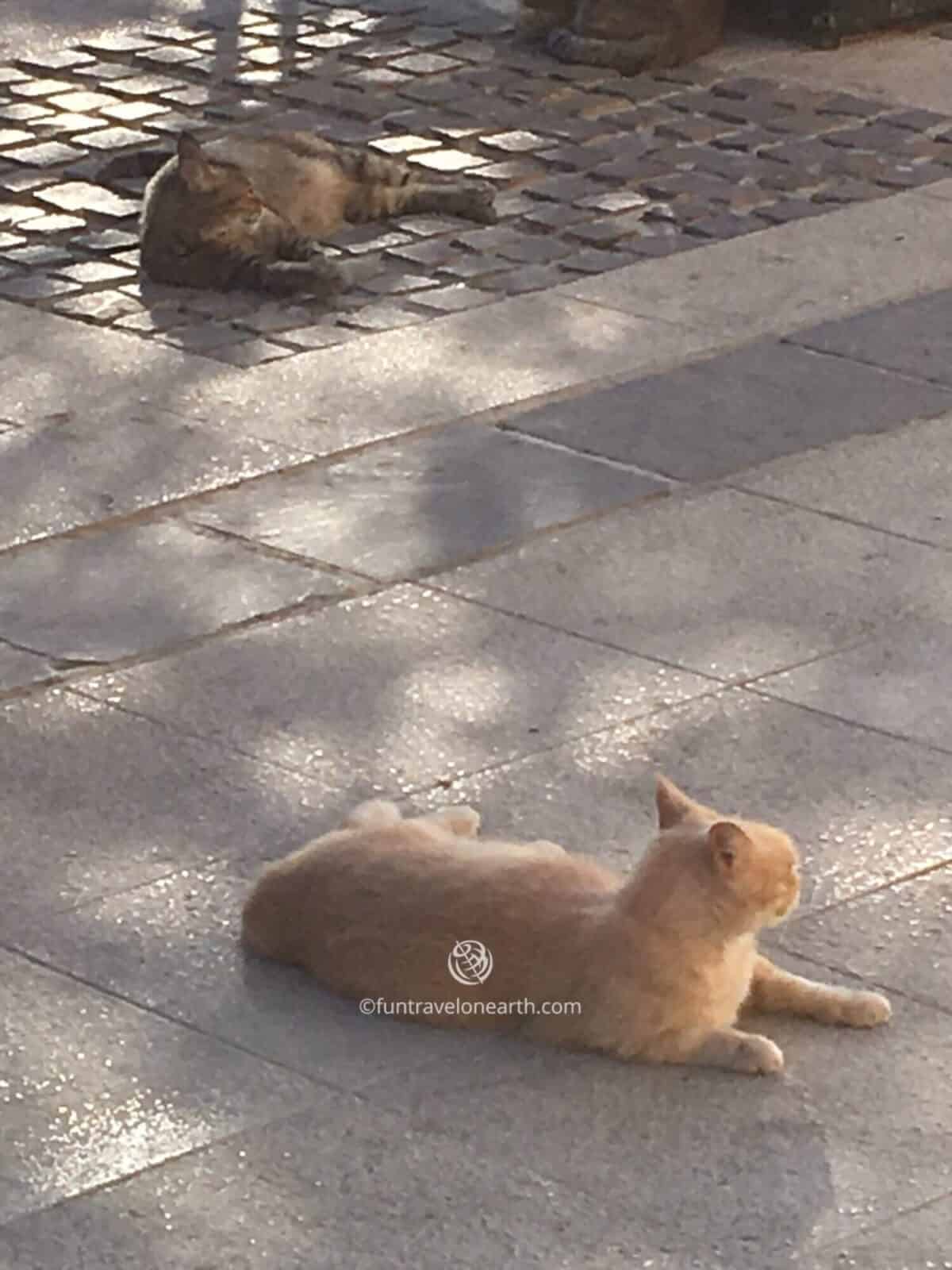 Malta,Upper Barrakka Gardensでくつろぐネコ