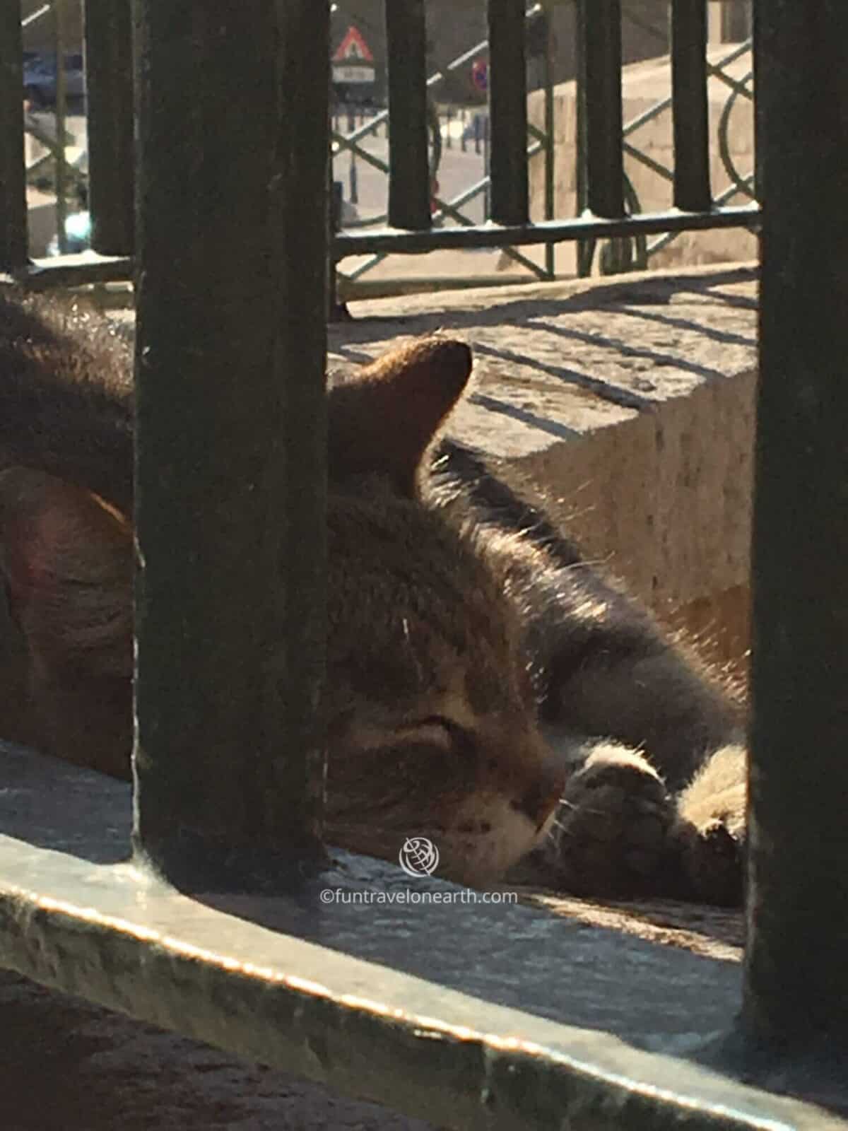 Malta,Upper Barrakka Gardensでくつろぐネコ