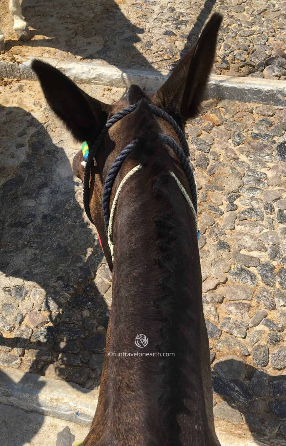 donkey ride,Fira(フィラ) , Santorini