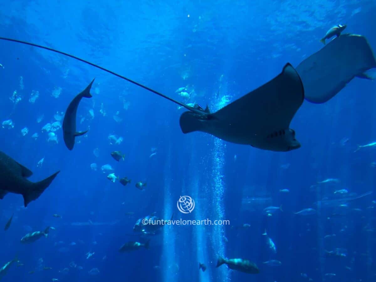 The Lost Chambers Aquarium, ATLANTIS THE PALM.DUBAI