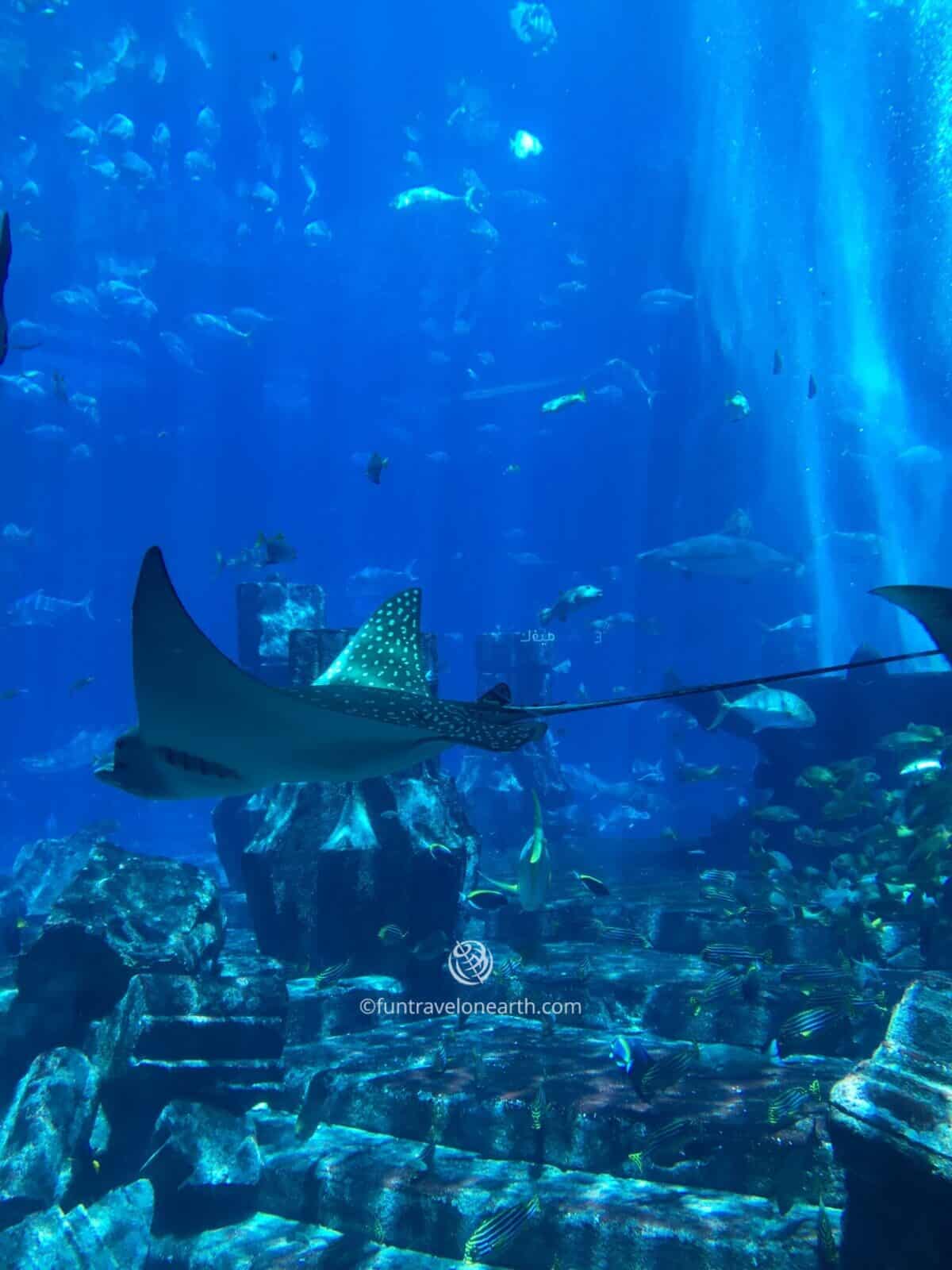 The Lost Chambers Aquarium, ATLANTIS THE PALM.DUBAI