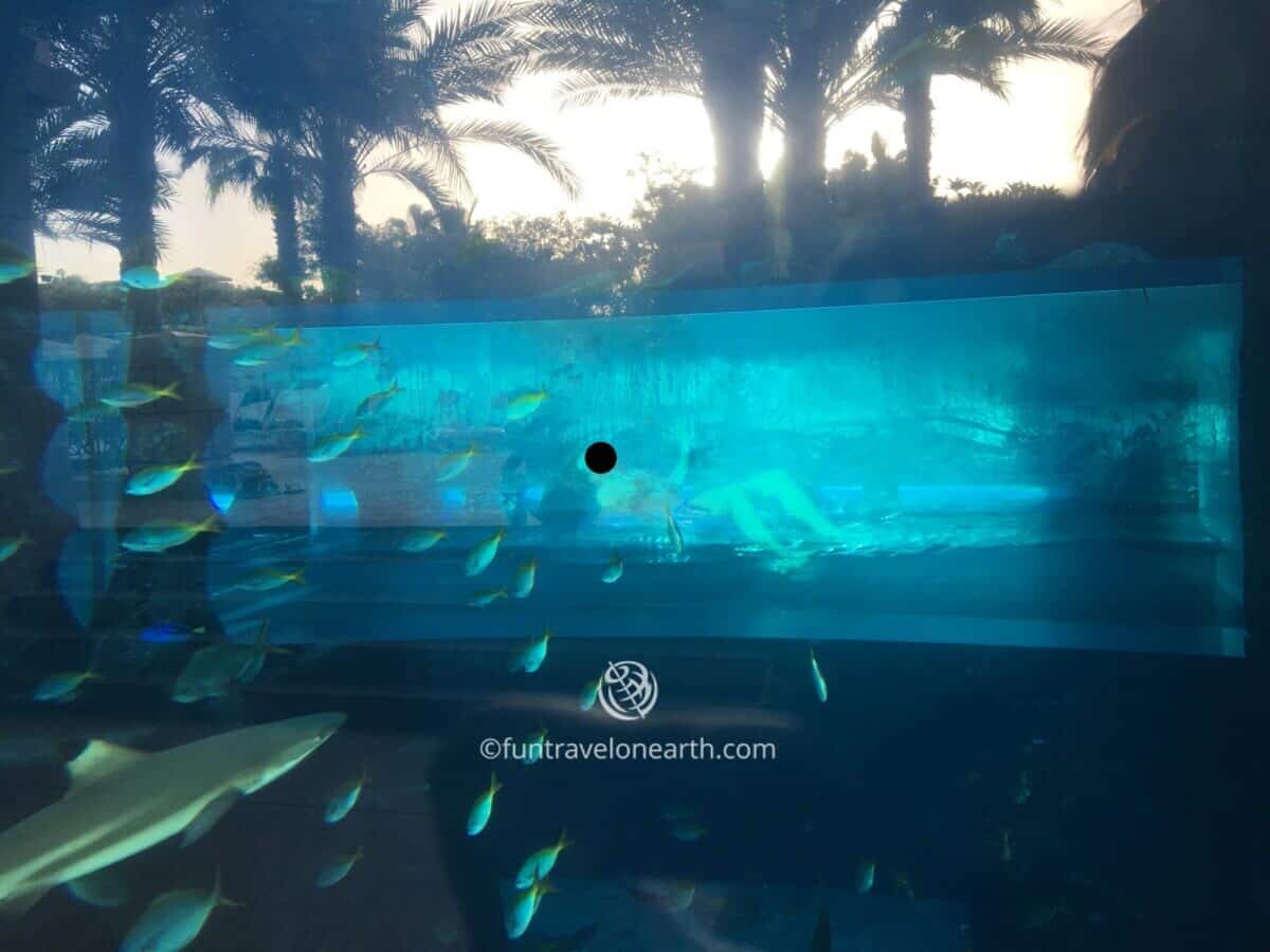 Shark Attack,Aquaventure Waterpark,Atlantis The Palm,Dubai