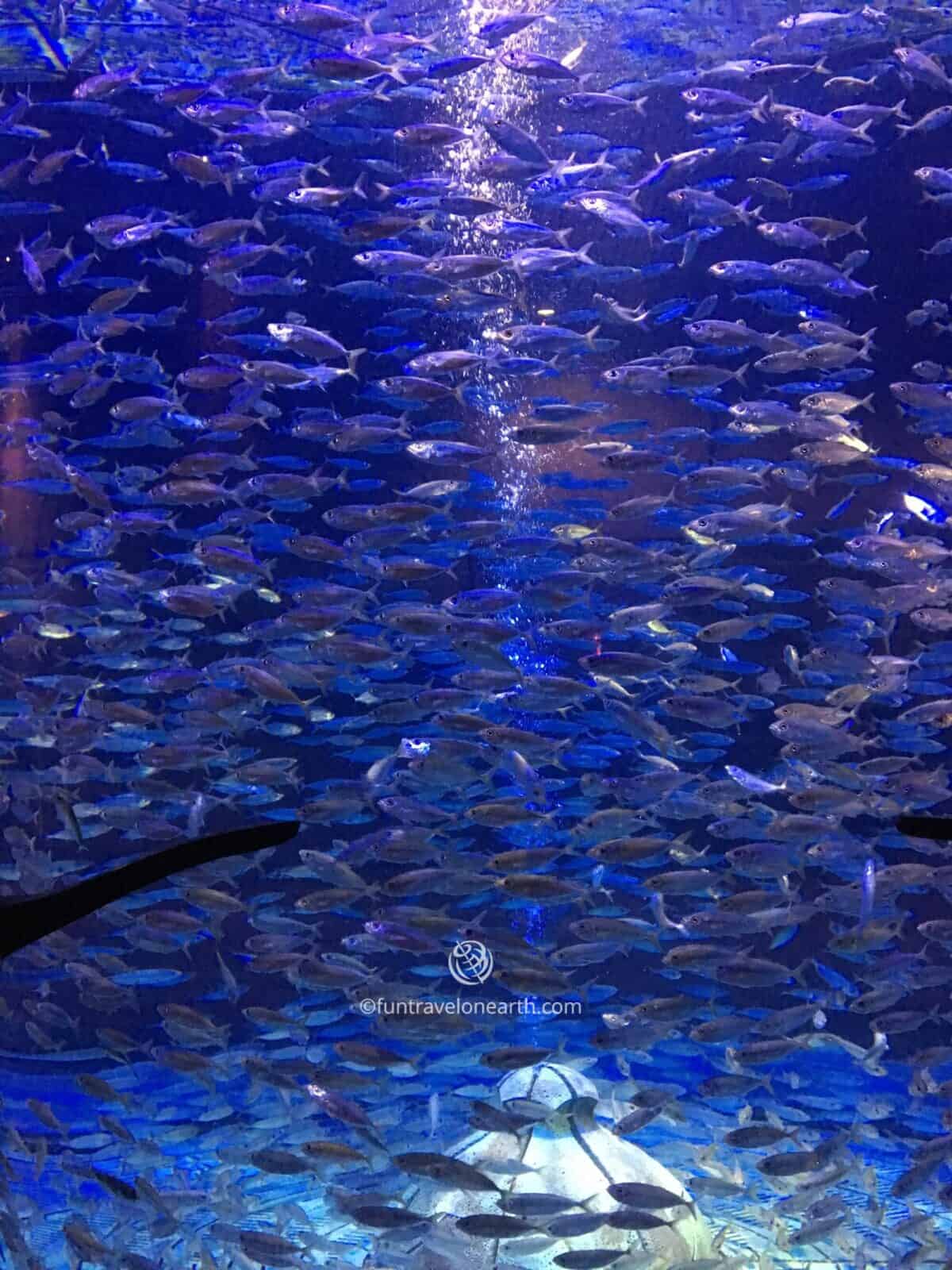 The Lost Chambers Aquarium, ATLANTIS THE PALM.DUBAI