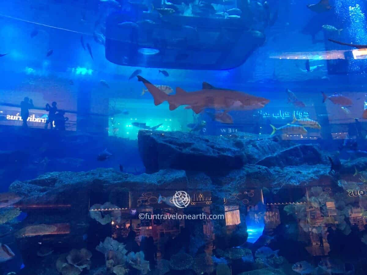 Dubai Aquarium & Underwater Zoo,THE DUBAI MALL