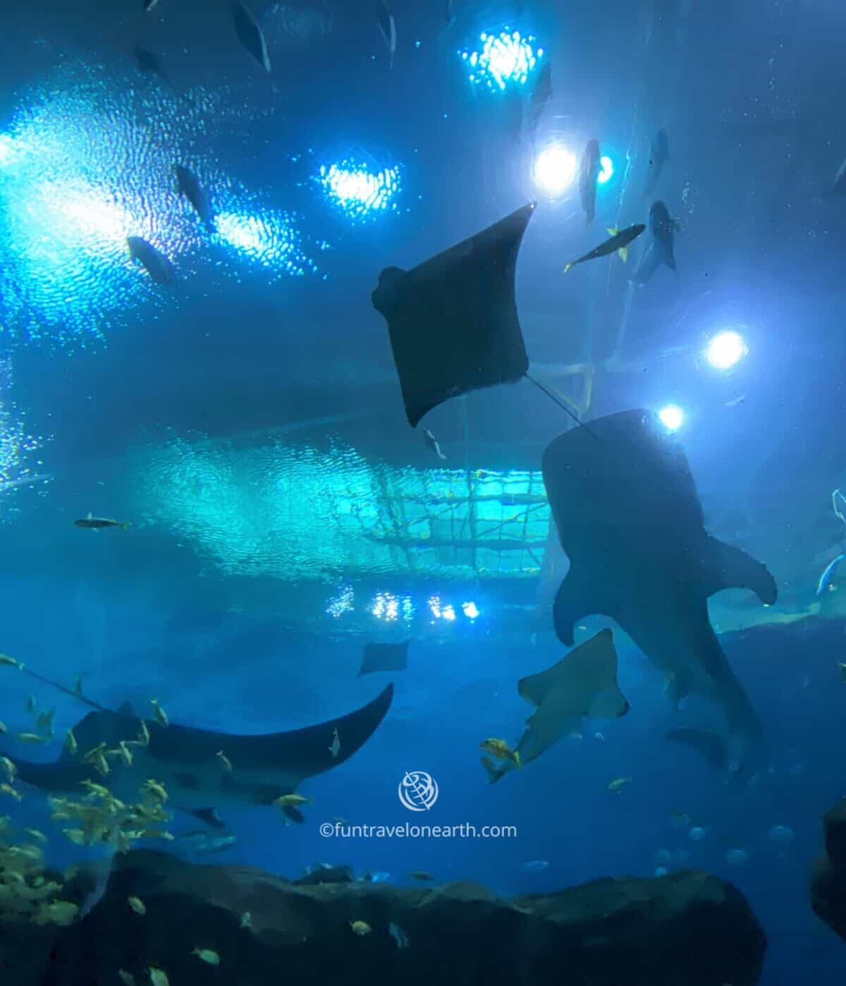 Georgia Aquarium, ジョージア水族館, GEORGIA, U.S.