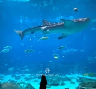 IMG_2923_ Georgia Aquarium, GEORGIA, U.S.