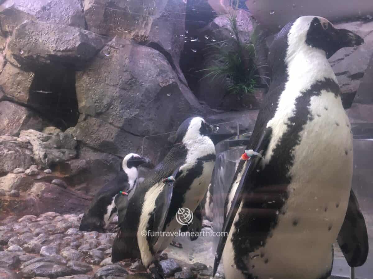 African penguin, Georgia Aquarium, GEORGIA, U.S.