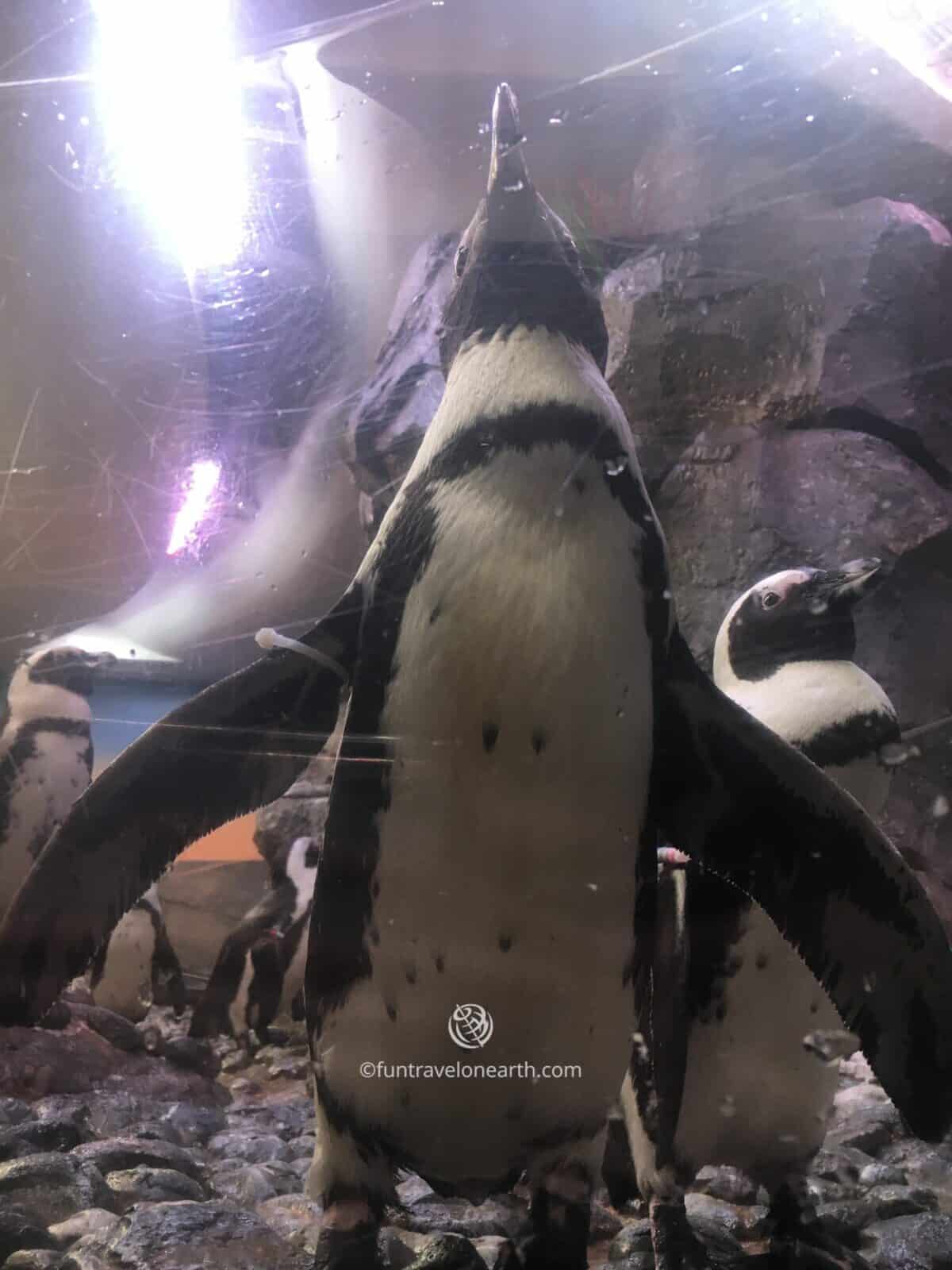 African penguin, Georgia Aquarium, GEORGIA, U.S.