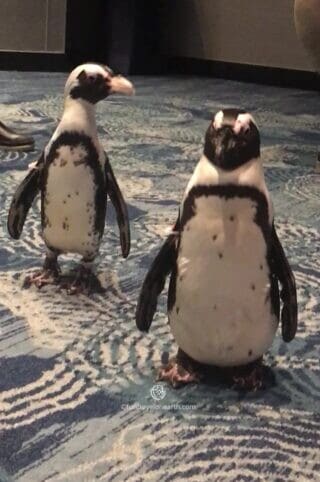 African penguin, Georgia Aquarium, GEORGIA, U.S.