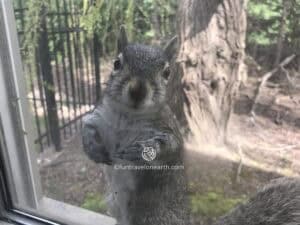 A wild squirrel looking into my house from the window. Chicago
