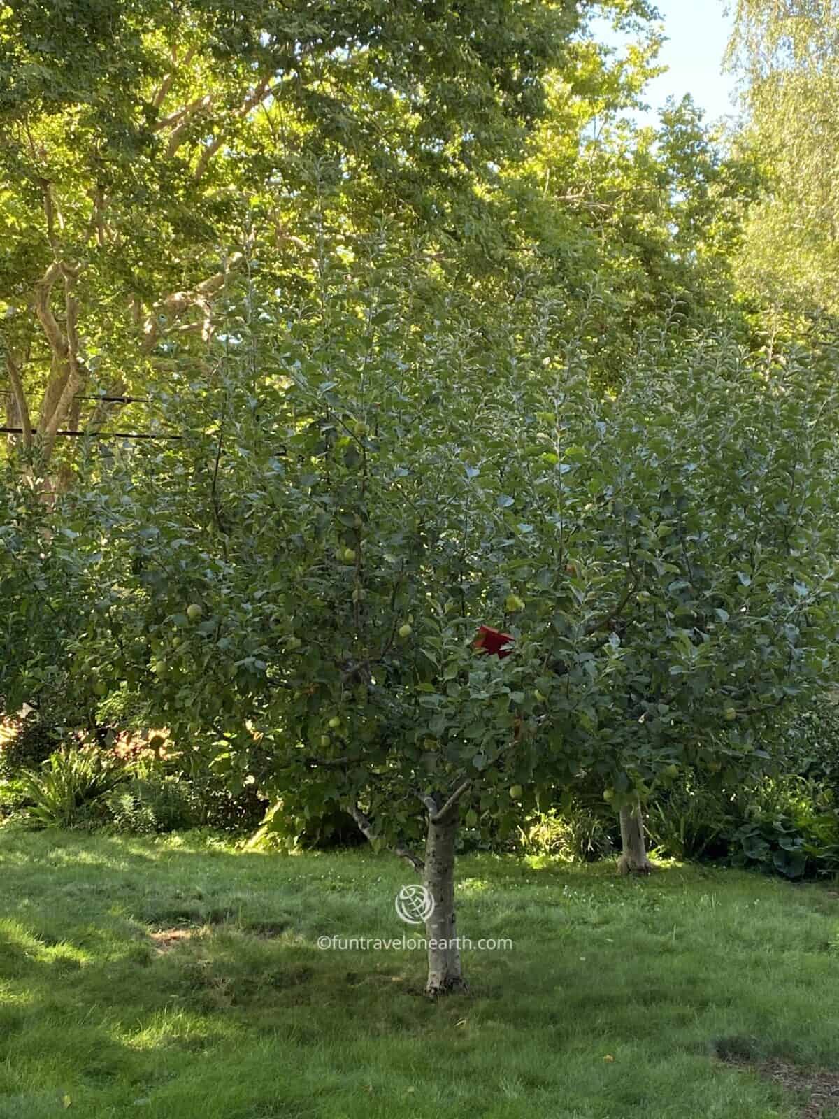 apple tree, Steve Jobs's Home, CA, U.S.