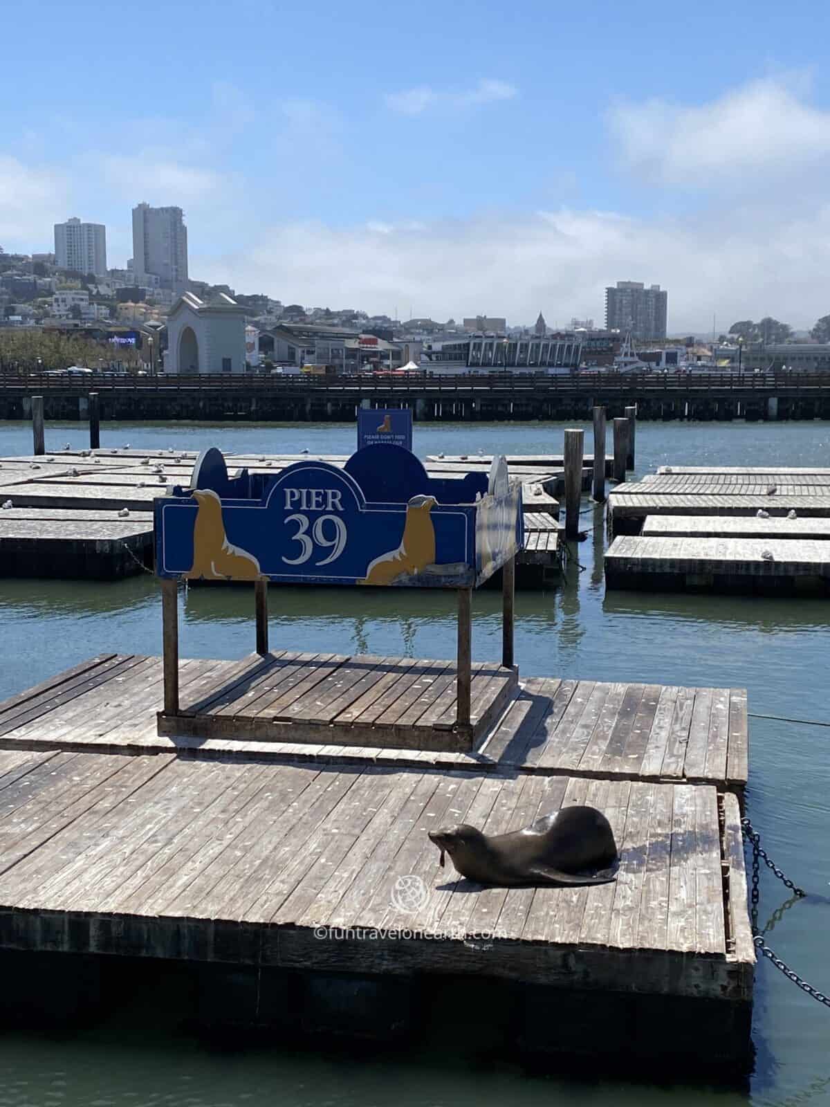 Sea Lion Viewing Area, pier39, San Francisco