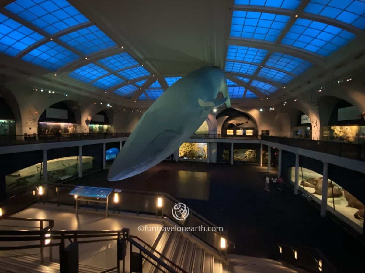 Blue Whale Model, American Museum of Natural History, New York