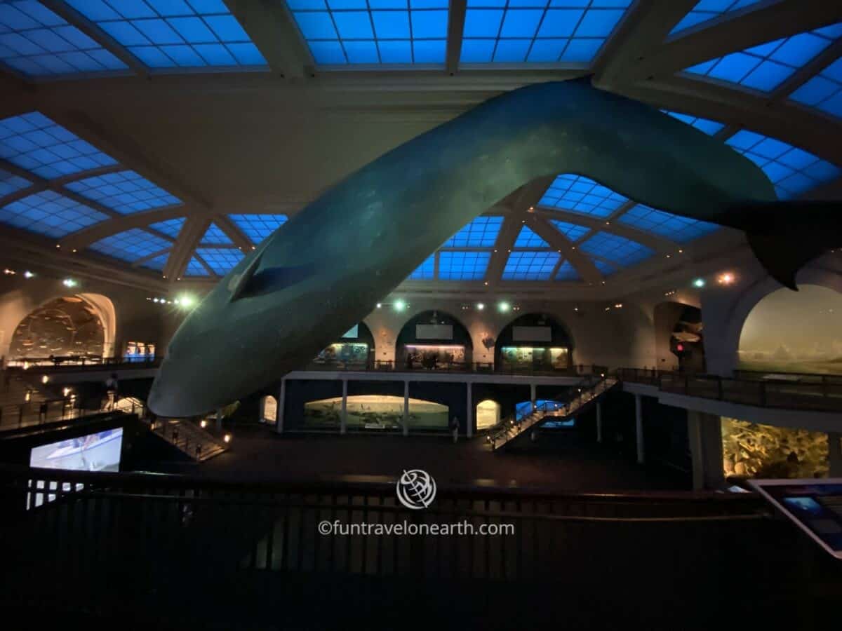 Blue Whale Model, American Museum of Natural History, New York