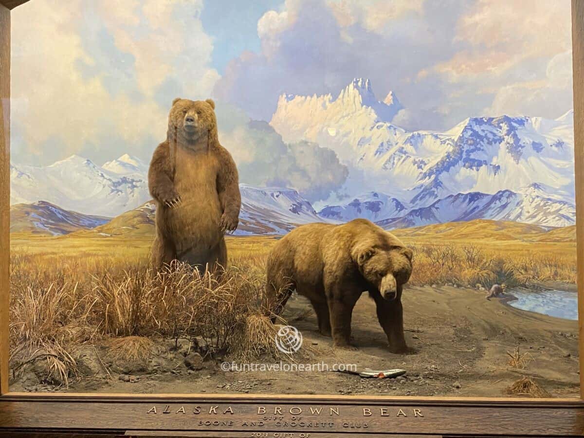 Alaska Brown Bear, American Museum of Natural History, New York